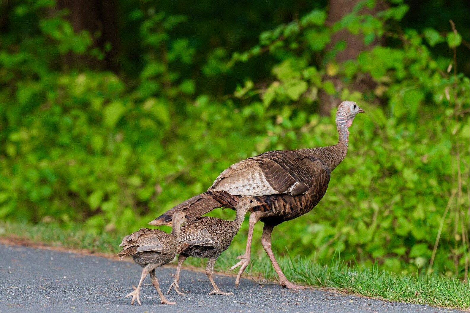Wild turkey hen with poults by Luca Pfeiffer/ Shenadoah National Park is available through Public Domain.